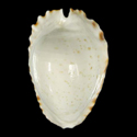 To Conchology (Zoila ketyana ketyana)