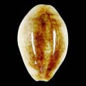 To Conchology (Blasicrura pallidula rhinoceros NIGER)