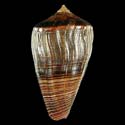 To Conchology (Dendroconus figulinus FREAK)