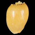 To Conchology (Melo broderipii ORANGE)