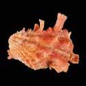 To Conchology (Cardita crassicosta RED)