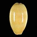 To Conchology (Lyncina carneola SUBFOSSIL)