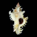 To Conchology (Chicoreus banksii SPECIAL COLOR)