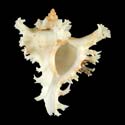 To Conchology (Chicoreus ramosus YOUNG WHITE)