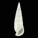 To Conchology (Rhinoclavis vertagus ALBINO)