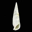 To Conchology (Rhinoclavis vertagus ALBINO)
