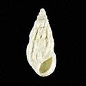 To Conchology (Rissoina inca)