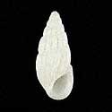 To Conchology (Rissoina inca)