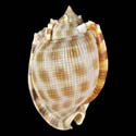 To Conchology (Phalium decussatum)
