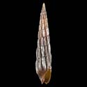 To Conchology (Strioterebrum nitidum)
