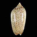 To Conchology (Oliva spicata spicata)