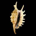 To Conchology (Ophioglossolambis digitata LARGE)