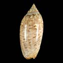 To Conchology (Oliva spicata deynzerae)