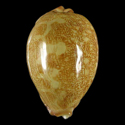 To Conchology (Leporicypraea geographica geographica SPECIAL COLOR)