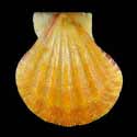 To Conchology (Decatopecten plica ORANGE)