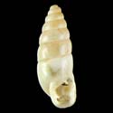To Conchology (Spixia olainensis)
