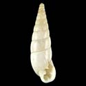 To Conchology (Spixia dubia)
