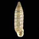 To Conchology (Spixia pervarians)