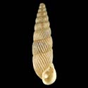 To Conchology (Spixia columellaris)