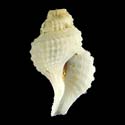 To Conchology (Abyssotrophon delicatus)