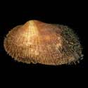 To Conchology (Barbatia barbata)