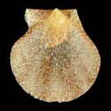 To Conchology (Palliolum incomparabile SPECIAL COLOR)