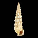 To Conchology (Cerithium protractum)