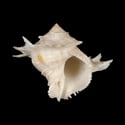 To Conchology (Babelomurex cariniferoides GIANT)