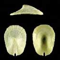 To Conchology (Hemimarginula biangulata cf.)