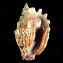 To Conchology (Sinustrombus sinuatus LARGE)
