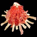 To Conchology (Spondylus foliaceus RED)