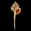 To Conchology (Haustellum haustellum GIANT)