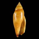 To Conchology (Terestrombus terebellatus terebellatus ORANGE)