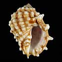 To Conchology (Drupa clathrata)