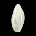 To Conchology (Olivella amoni)