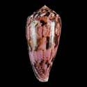 To Conchology (Afonsoconus kinoshitai GIANT)