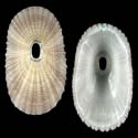 To Conchology (Lucapina suffusa)