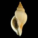 To Conchology (Neptunea contraria)