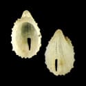 To Conchology (Puncturella pileolus)