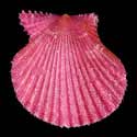 To Conchology (Cryptopecten nux PURPLE)