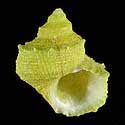 To Conchology (Turbo chrysostomus GREEN)