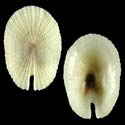 To Conchology (Emarginula opressa)