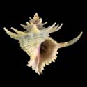 To Conchology (Babelomurex cariniferoides LARGE)