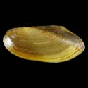 To Conchology (Pilsbryoconcha exilis)