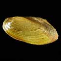 To Conchology (Pilsbryoconcha exilis)
