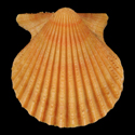 To Conchology (Aequipecten muscosus ORANGE)