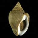 To Conchology (Triumphis distorta)