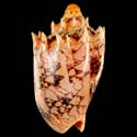 To Conchology (Cymbiola imperialis SPECIAL COLOR)