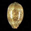 To Conchology (Mauritia eglantina GIANT)