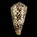 To Conchology (Conus bandanus GIANT)